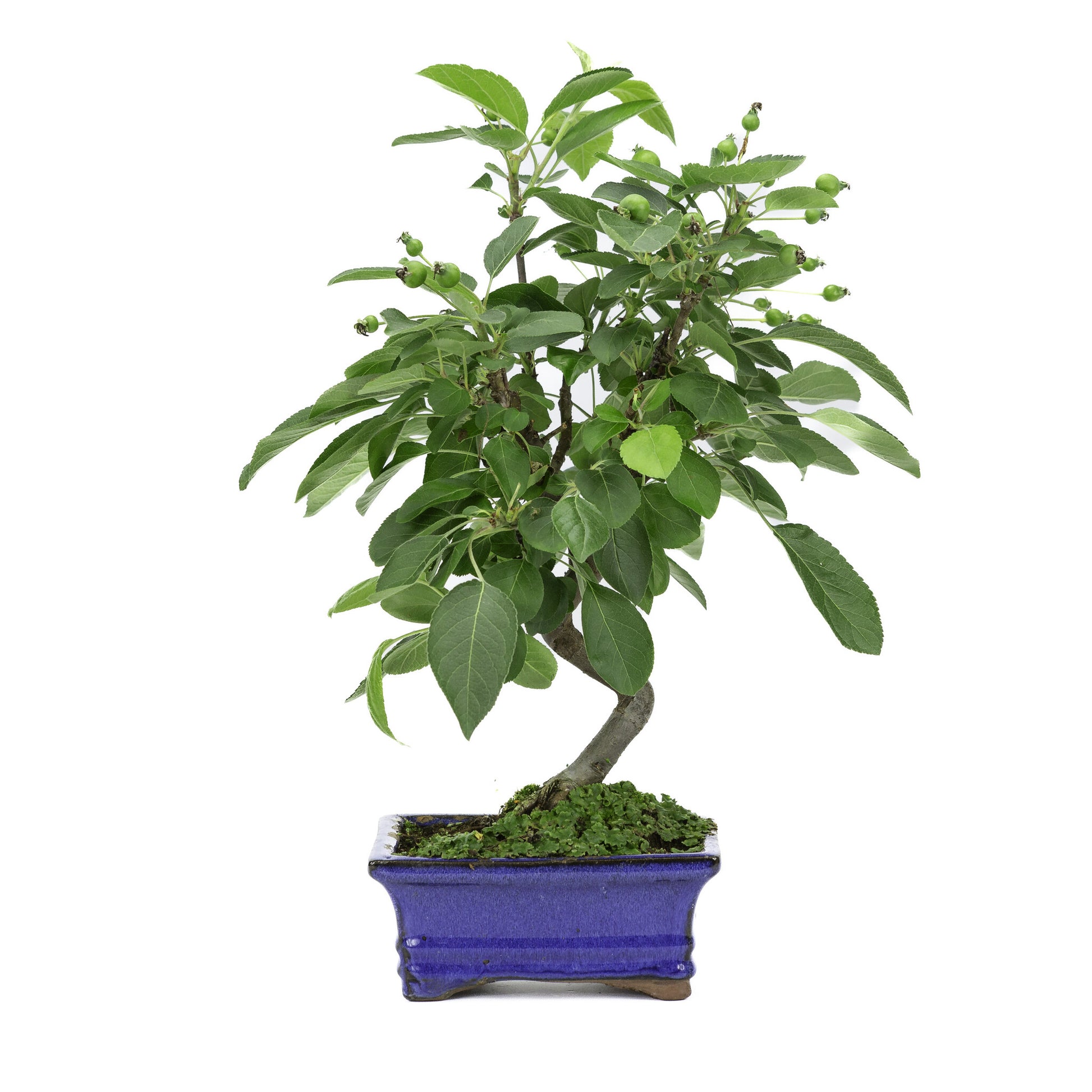 Außenbonsai Malus blauer rechteckige Schale 15 cm, Höhe ~35 m