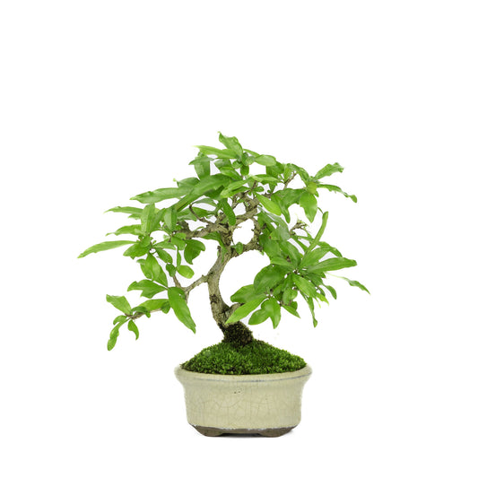 Außenbonsai Shohin Punica Granatum cremefarbener ovale Schale ~10 cm, Höhe ~19 cm