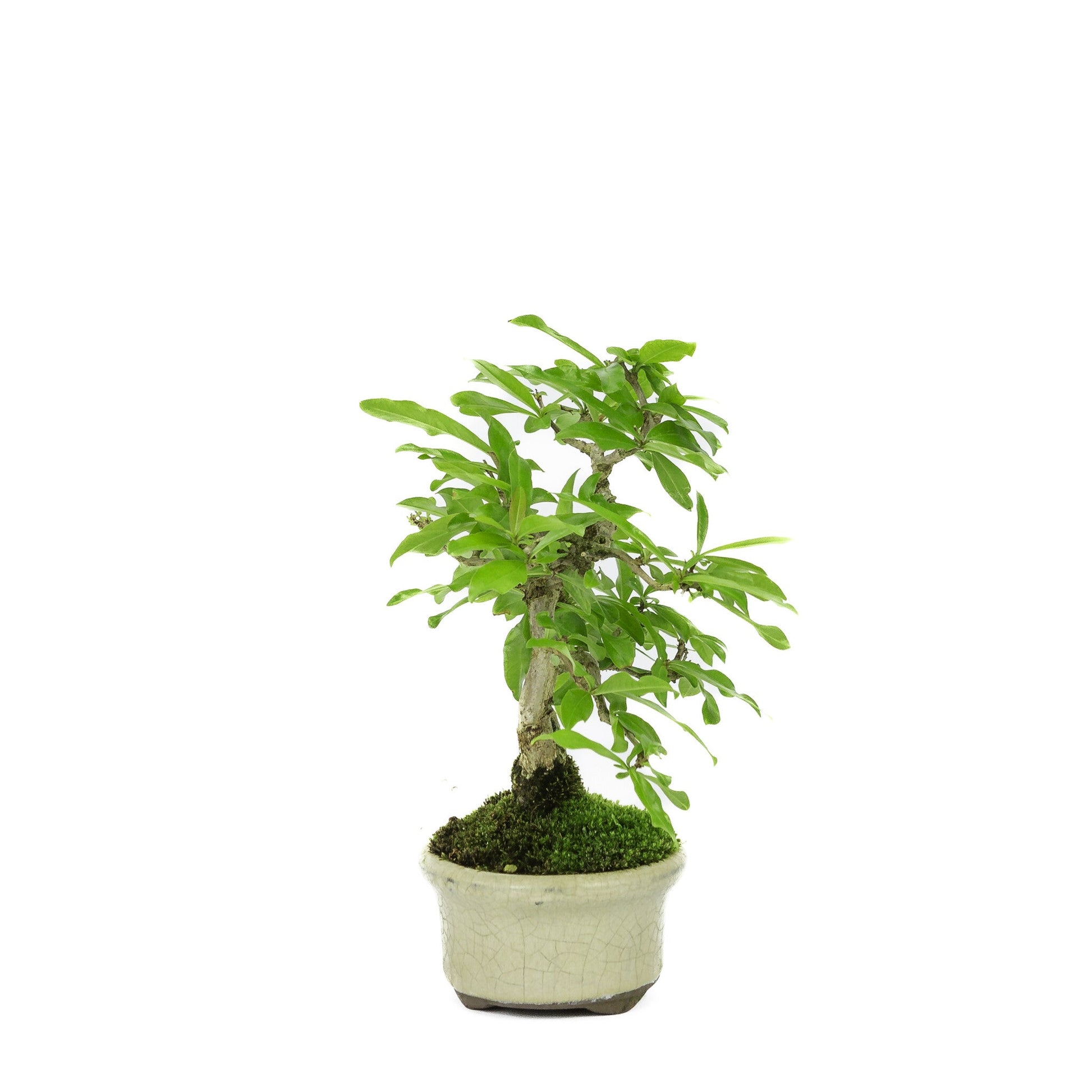 Buiten Bonsai Shohin Punica Granatum creme ovale pot ~10cm, hoogte ~19cm