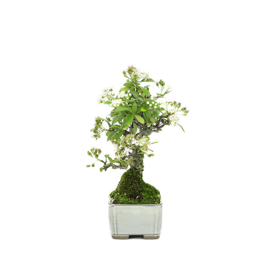 Shohin Buiten Bonsai Pyracantha creme rechthoekige pot 8.5cm , hoogte ~20cm