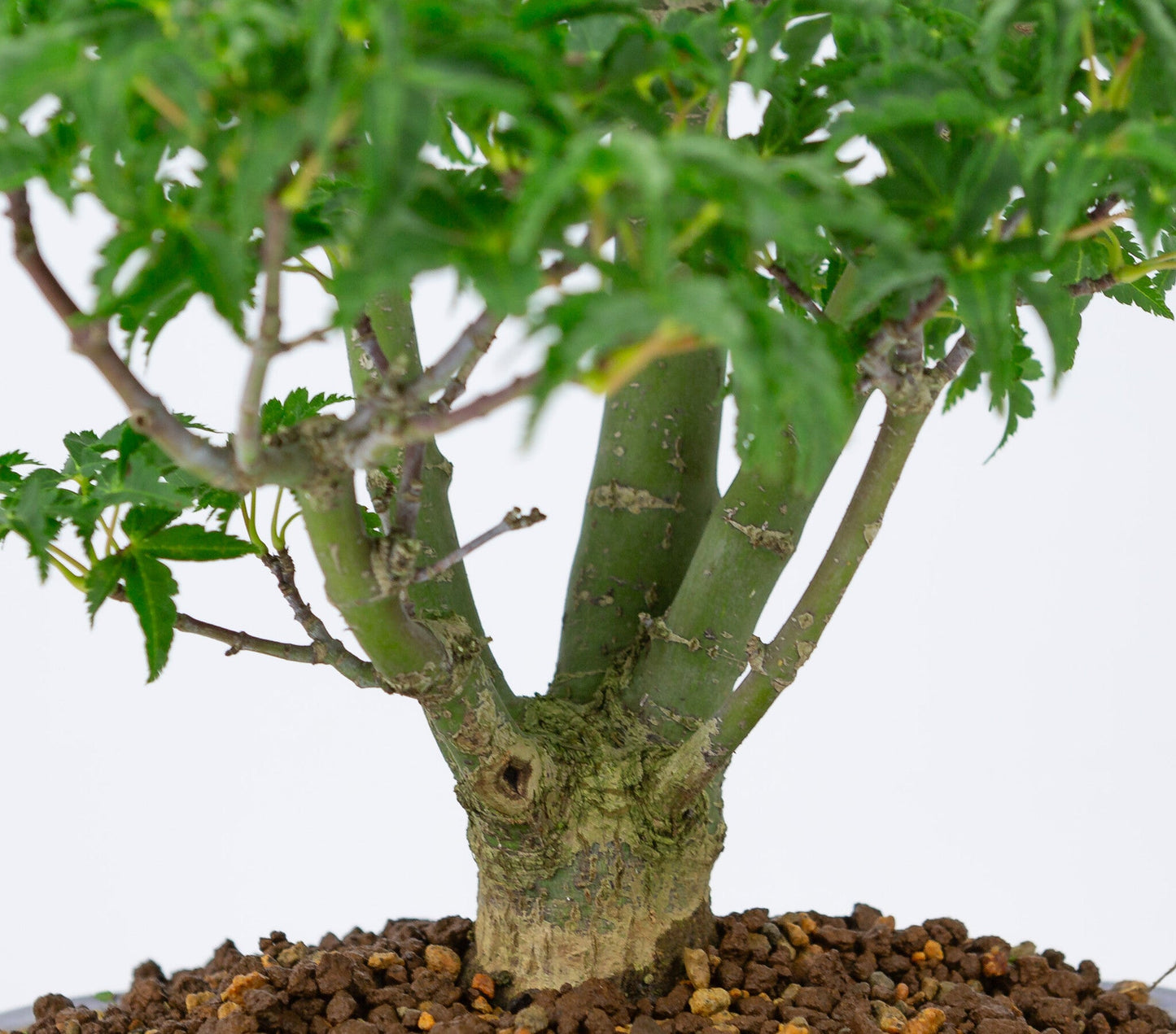 Buiten Bonsai Acer palmatum 'Shishigashira' blauwe Mokko pot 20cm, hoogte ~45cm