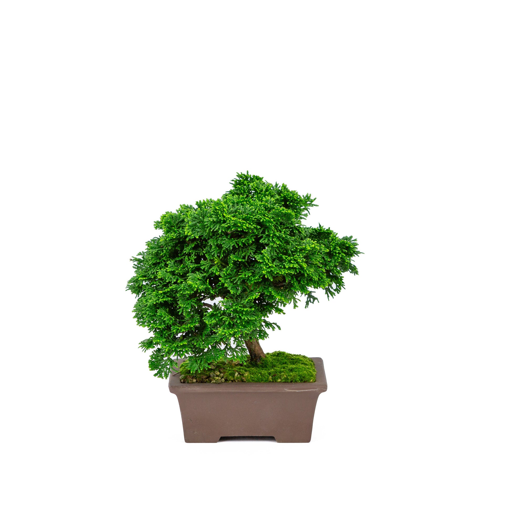 Buiten Bonsai Chamaecyparis obtusa ongeglazuurde rechthoekige pot 13cm, hoogte ~22cm