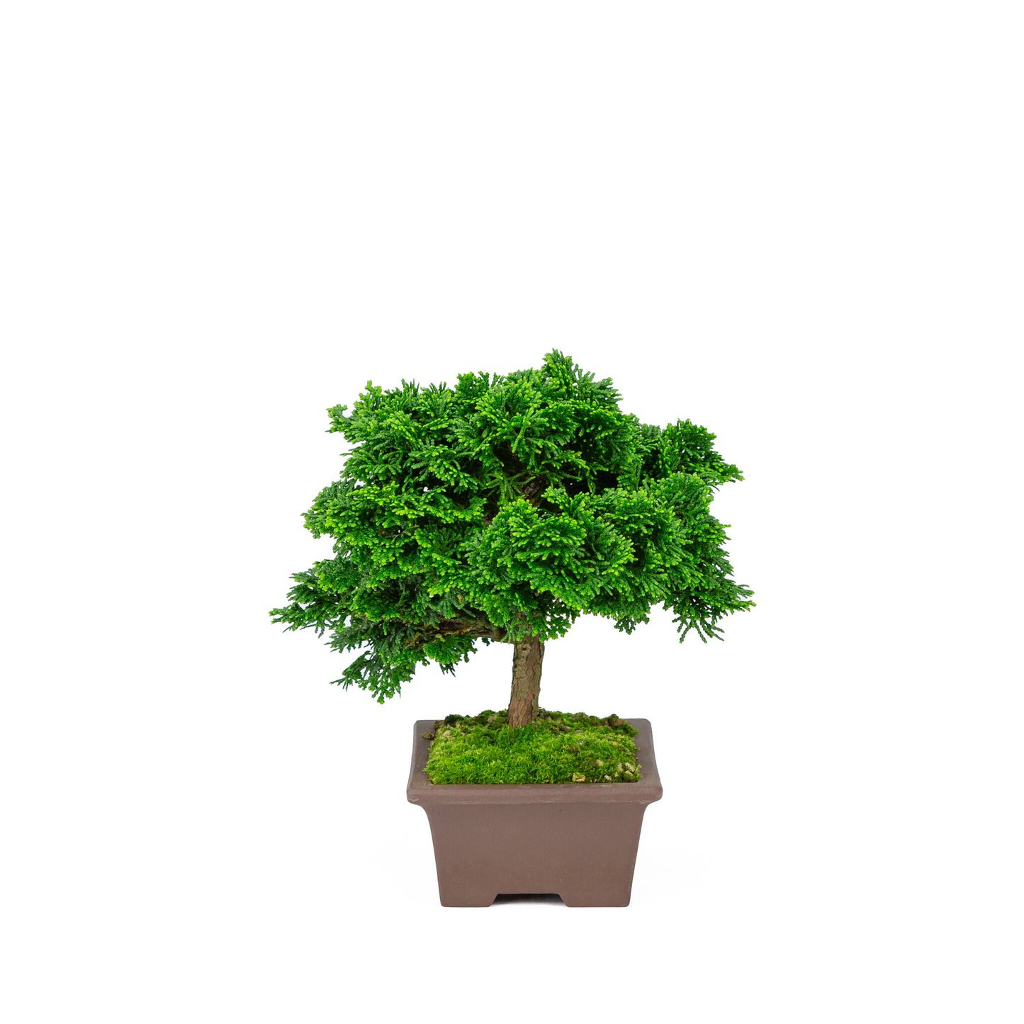 Buiten Bonsai Chamaecyparis obtusa ongeglazuurde rechthoekige pot 13cm, hoogte ~22cm