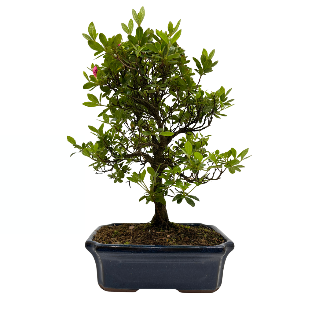 Rhododendron indicum (satsuki azalea), hoogte ~40cm