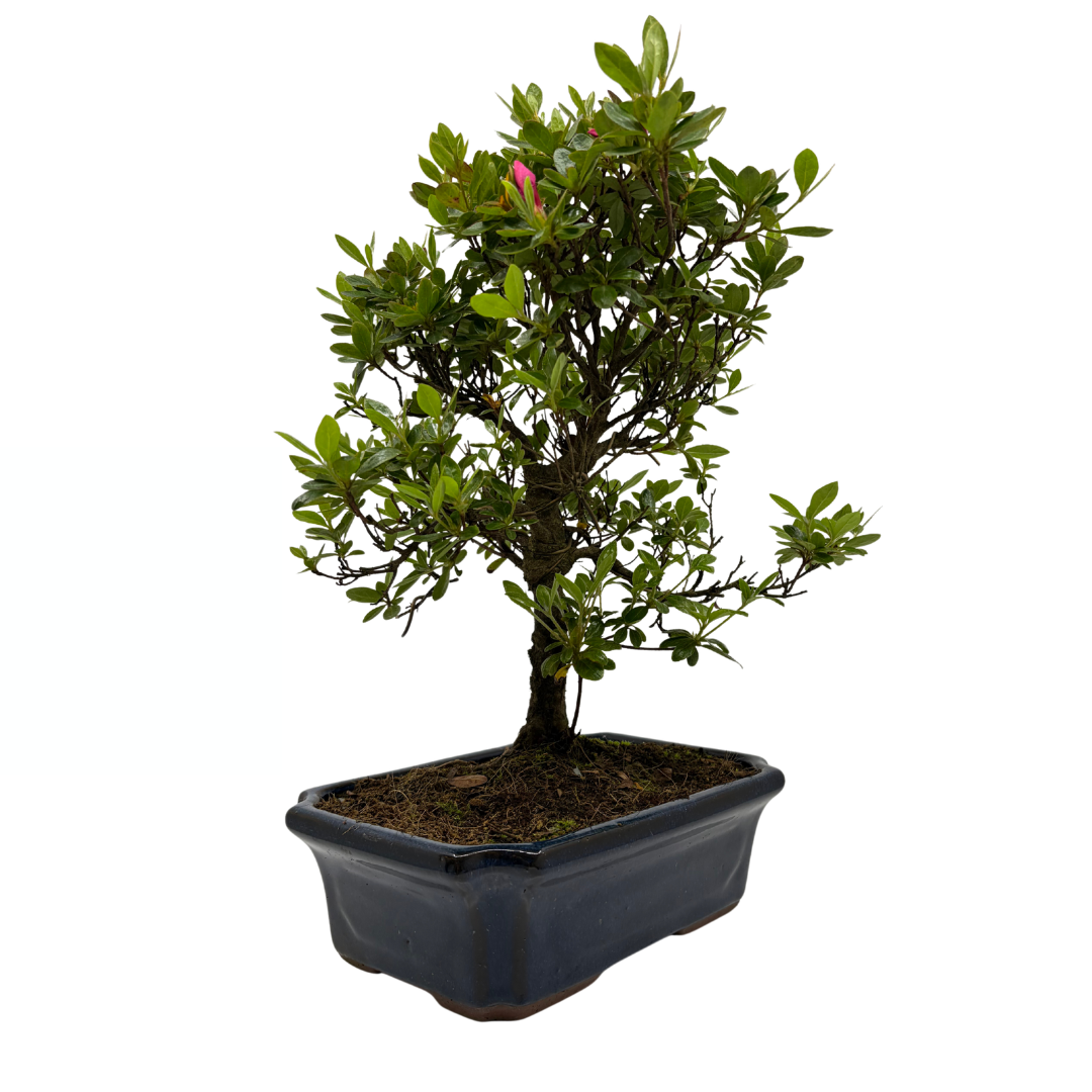 Rhododendron indicum (satsuki azalea), hoogte ~40cm