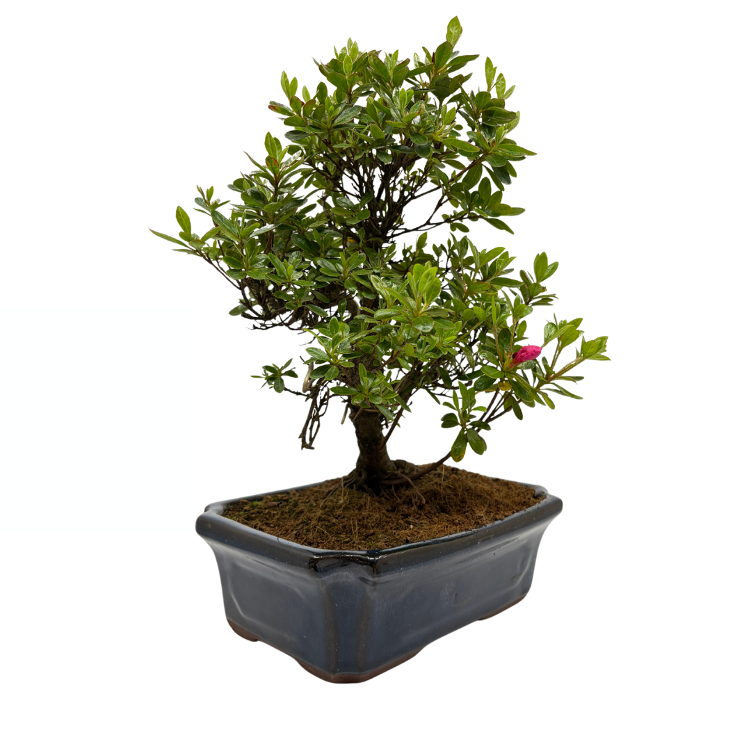 Rhododendron indicum (satsuki azalea), hoogte ~40cm