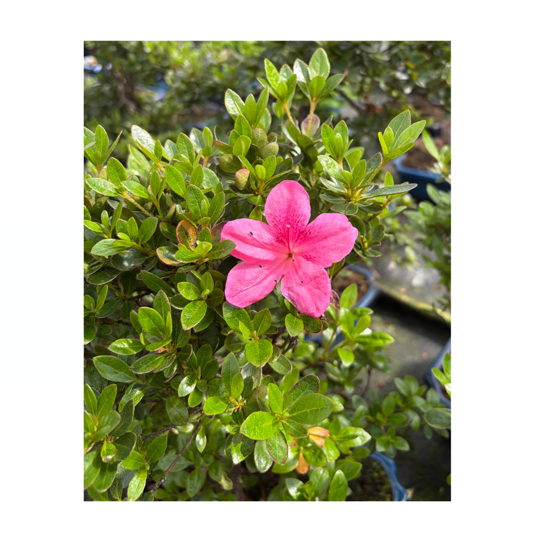 Rhododendron indicum (satsuki azalea), hoogte ~40cm