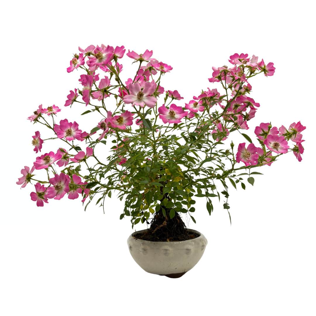 Rosa multiflora (Vielblütige Rose), Höhe ca. 30cm