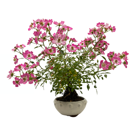 Rosa multiflora (Vielblütige Rose), Höhe ca. 30cm