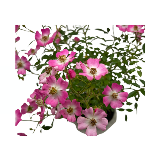Rosa multiflora (Vielblütige Rose), Höhe ca. 30cm