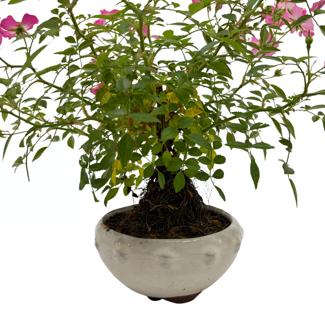 Rosa multiflora (Vielblütige Rose), Höhe ca. 30cm