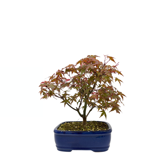 Acer palmatum 'Deshojo' (Japanischer Ahorn), Höhe ca. 28 cm
