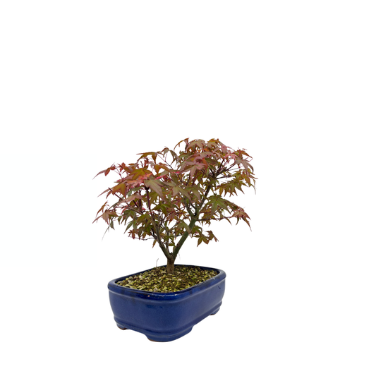 Acer palmatum 'Deshojo' (Japanischer Ahorn), Höhe ca. 28 cm
