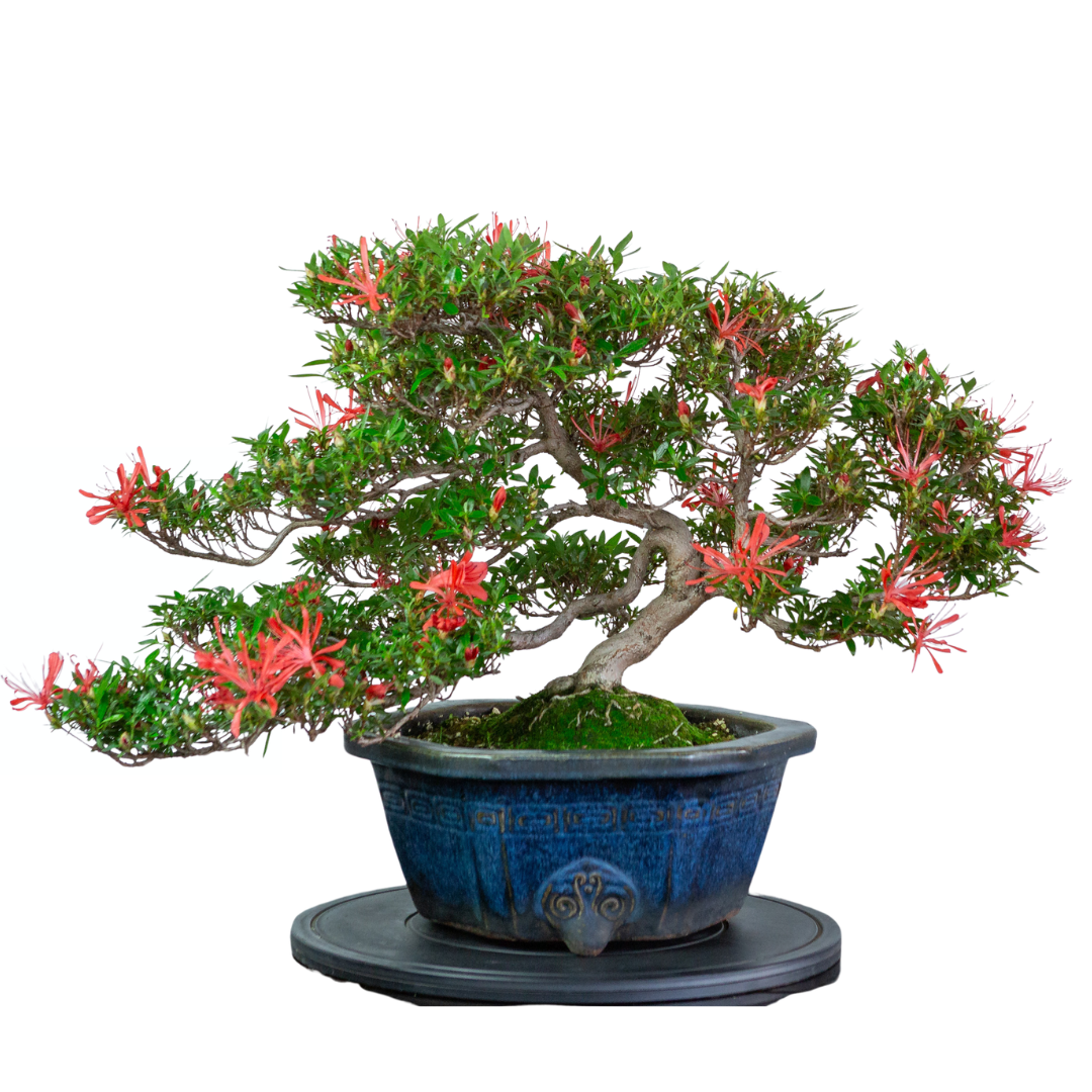 Rhododendron indicum 'Kinsai' (Satsuki-Azalee), Höhe ~52 cm