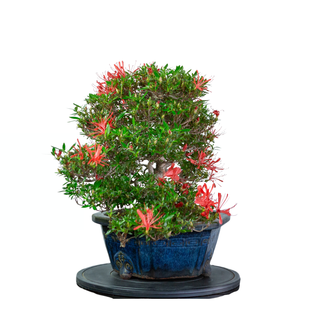Rhododendron indicum 'Kinsai' (Satsuki-Azalee), Höhe ~52 cm