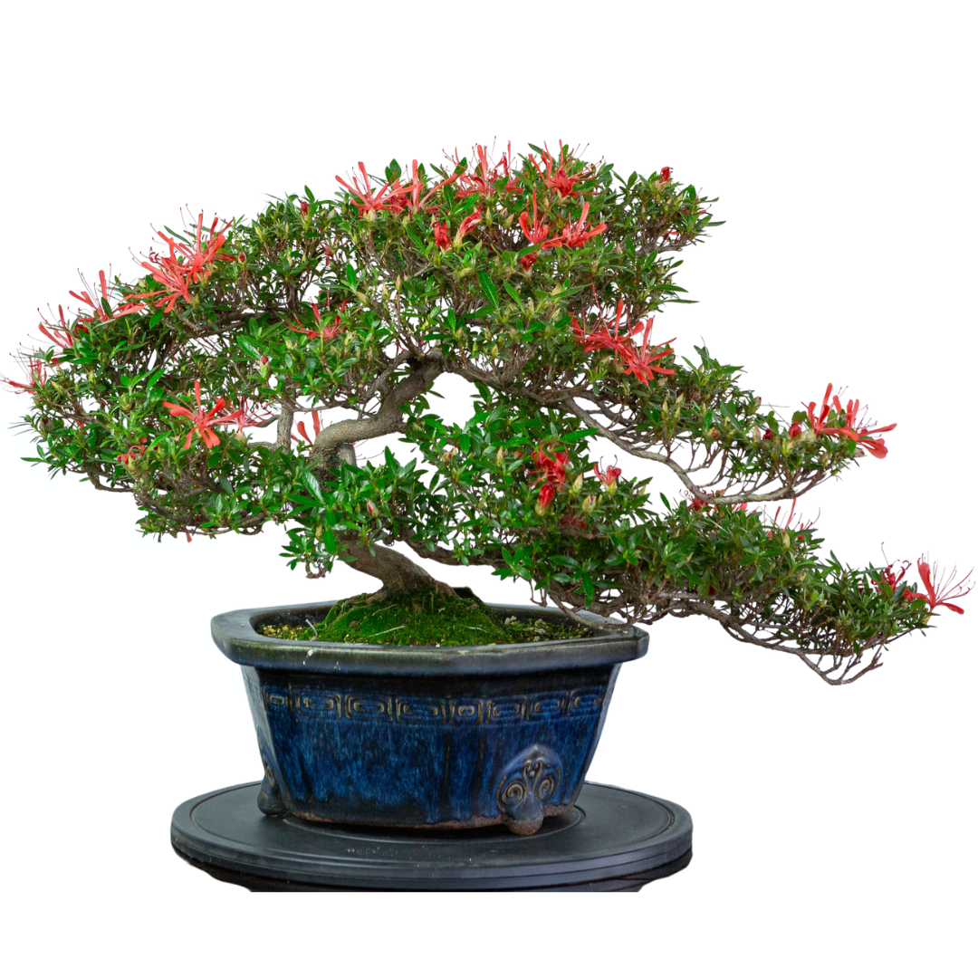 Rhododendron indicum 'Kinsai' (Satsuki-Azalee), Höhe ~52 cm