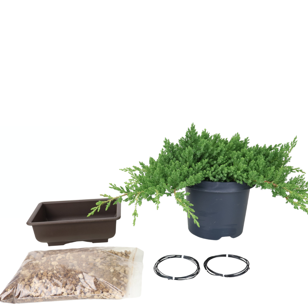 Starterpakket Juniperus procumbens (Dwerg-jeneverbes)