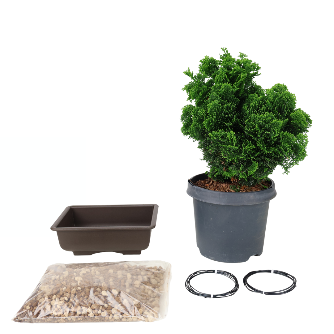 Starterpaket Chamaecyparis obtusa (Hinoki-Scheinzypresse)
