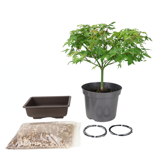 Starter-Set Acer palmatum (Japanischer Ahorn)