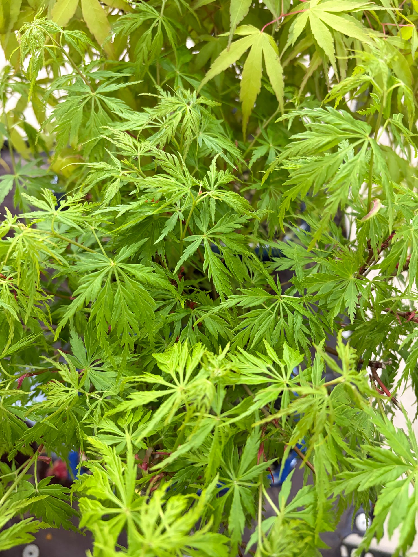 Acer palmatum 'Seiryu' (Japanischer Ahorn), Höhe ~39cm