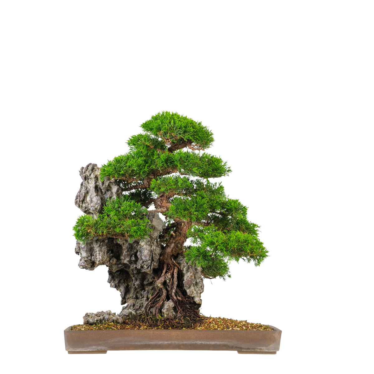 Juniperus chinensis (Chinesischer Wacholder) Nr. 89, Höhe ~52cm