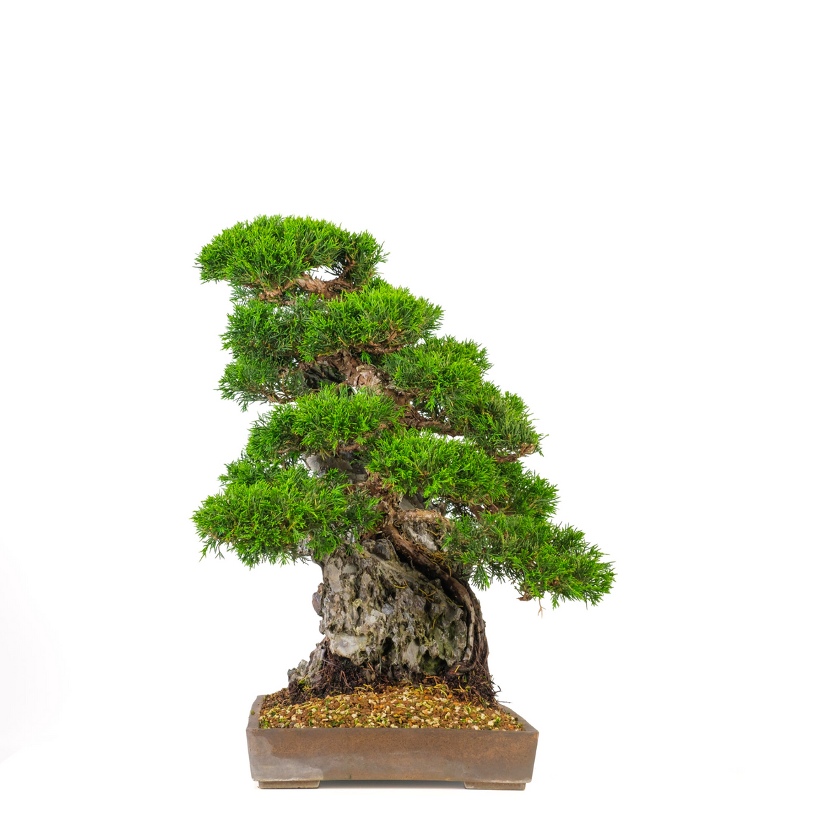 Juniperus chinensis (Chinesischer Wacholder) Nr. 89, Höhe ~52cm