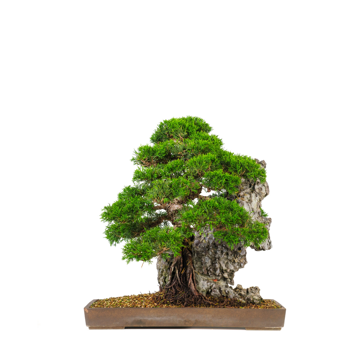 Juniperus chinensis (Chinesischer Wacholder) Nr. 89, Höhe ~52cm