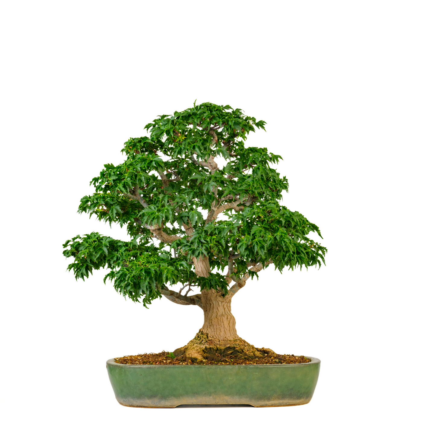 Acer palmatum 'Shishigashira' (Japanse Esdoorn) No. 110, hoogte ~57cm