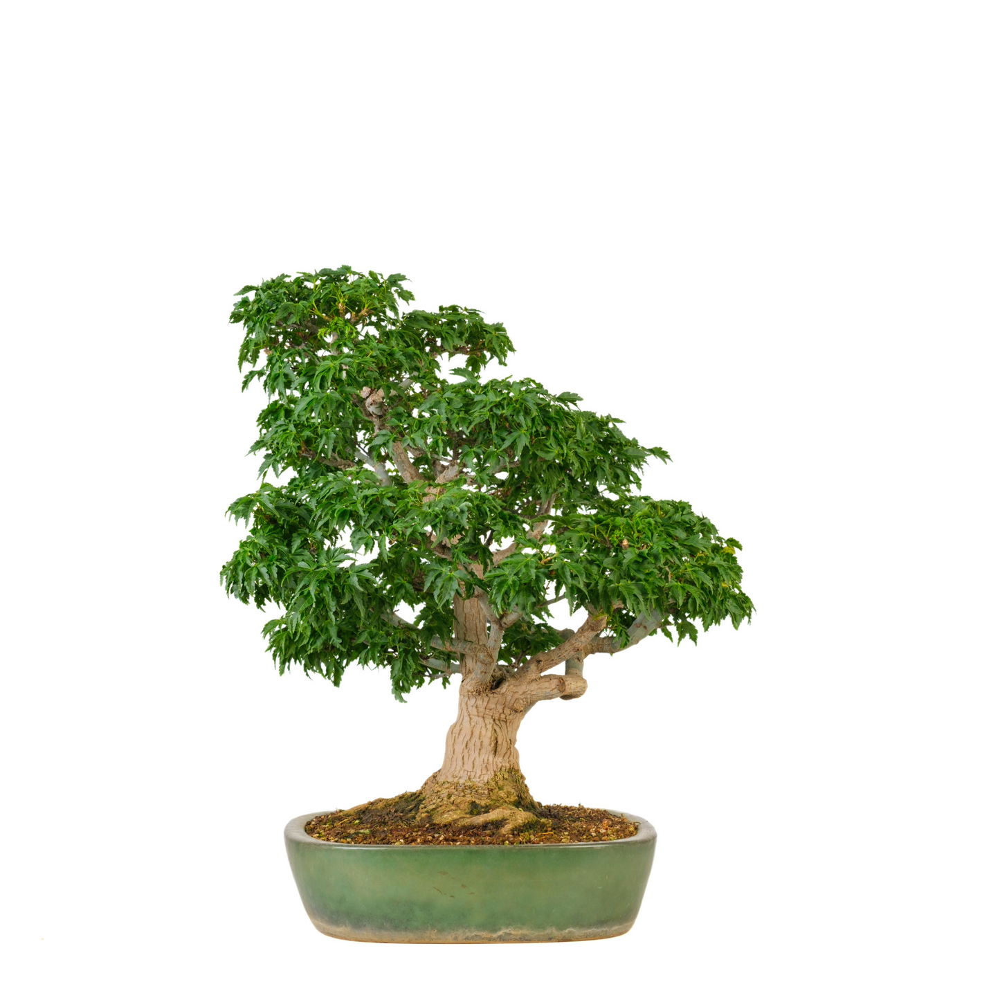 Acer palmatum 'Shishigashira' (Japanse Esdoorn) No. 110, hoogte ~57cm