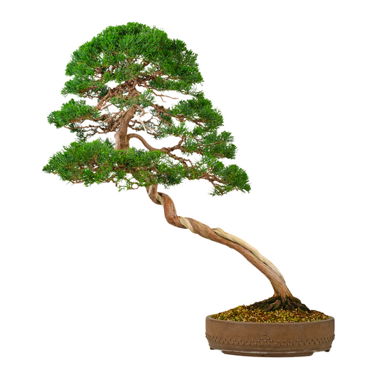 Juniperus chinensis (Chinese Jeneverbes) No. 57, hoogte ~88cm