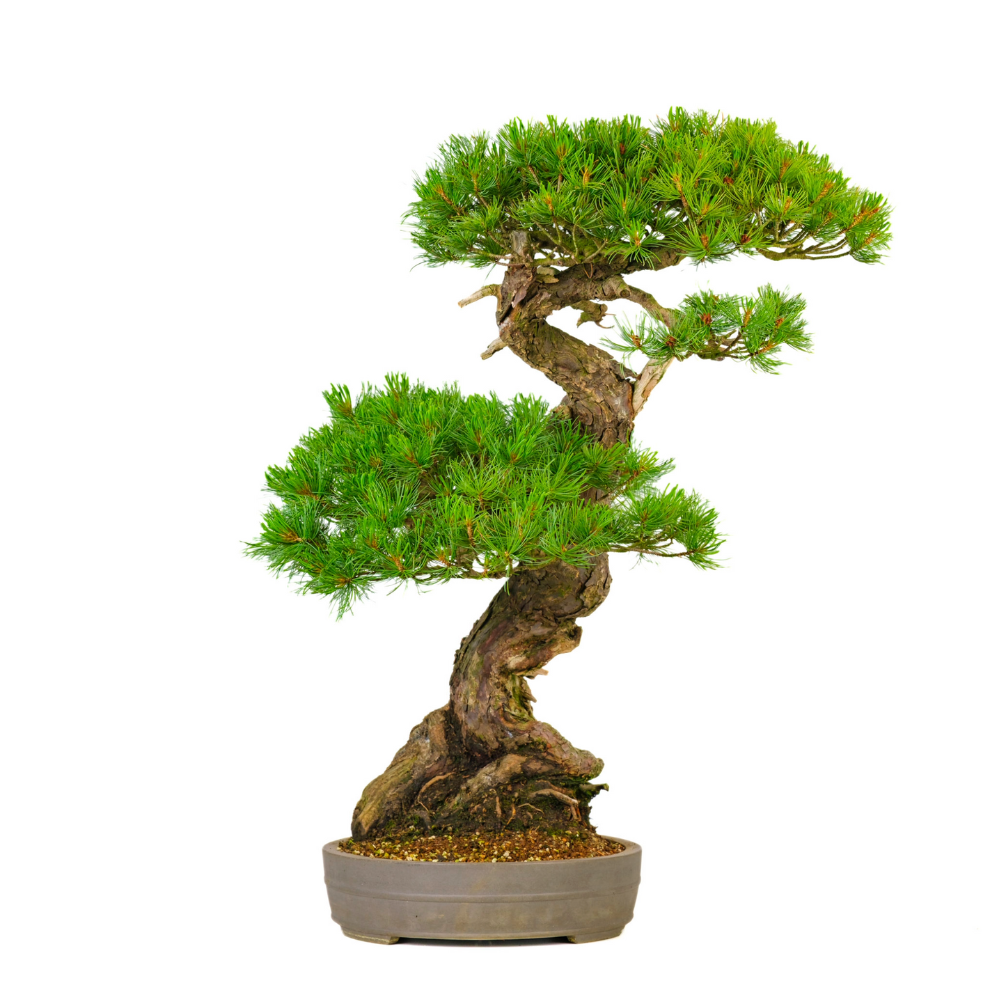 Pinus parviflora (witte den) No. 72, hoogte ~82cm