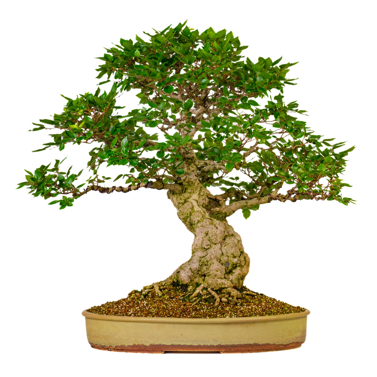 Carpinus coreana (Koreanische Hainbuche) Nr. 38, Höhe ~80cm