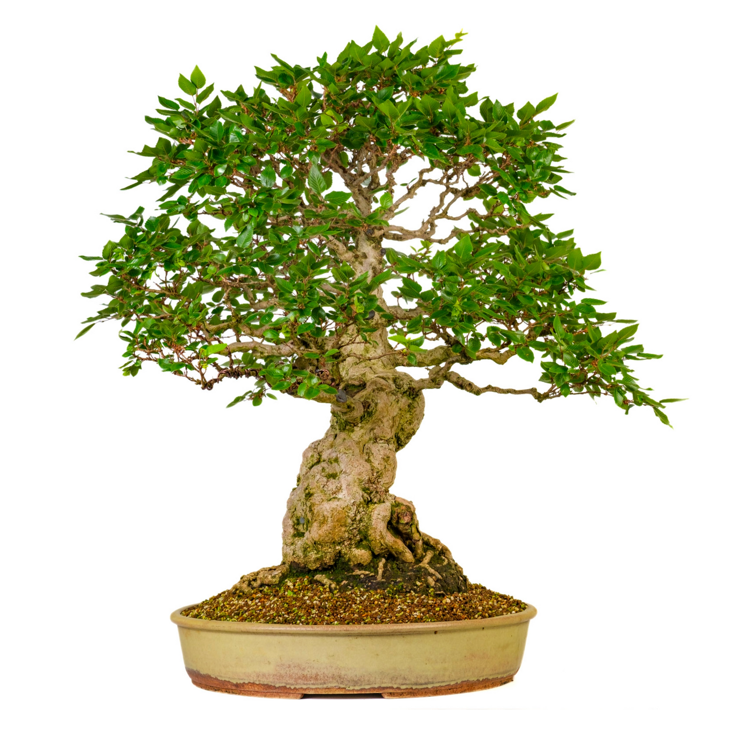 Carpinus coreana (Koreanische Hainbuche) Nr. 38, Höhe ~80cm