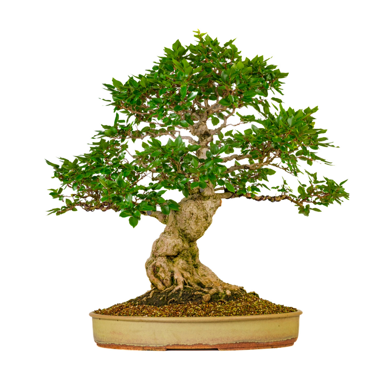 Carpinus coreana (Koreanische Hainbuche) Nr. 38, Höhe ~80cm