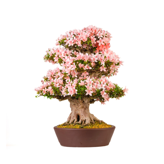 Rhododendron indicum 'Nyohozan' (Azalee) Nr. 94, Höhe ~75cm