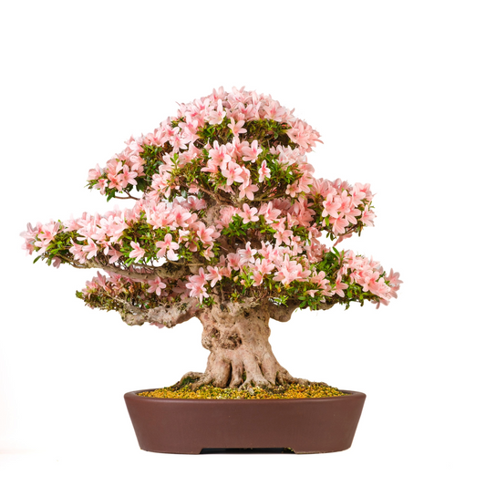 Rhododendron indicum 'Nyohozan' (Azalee) Nr. 94, Höhe ~75cm