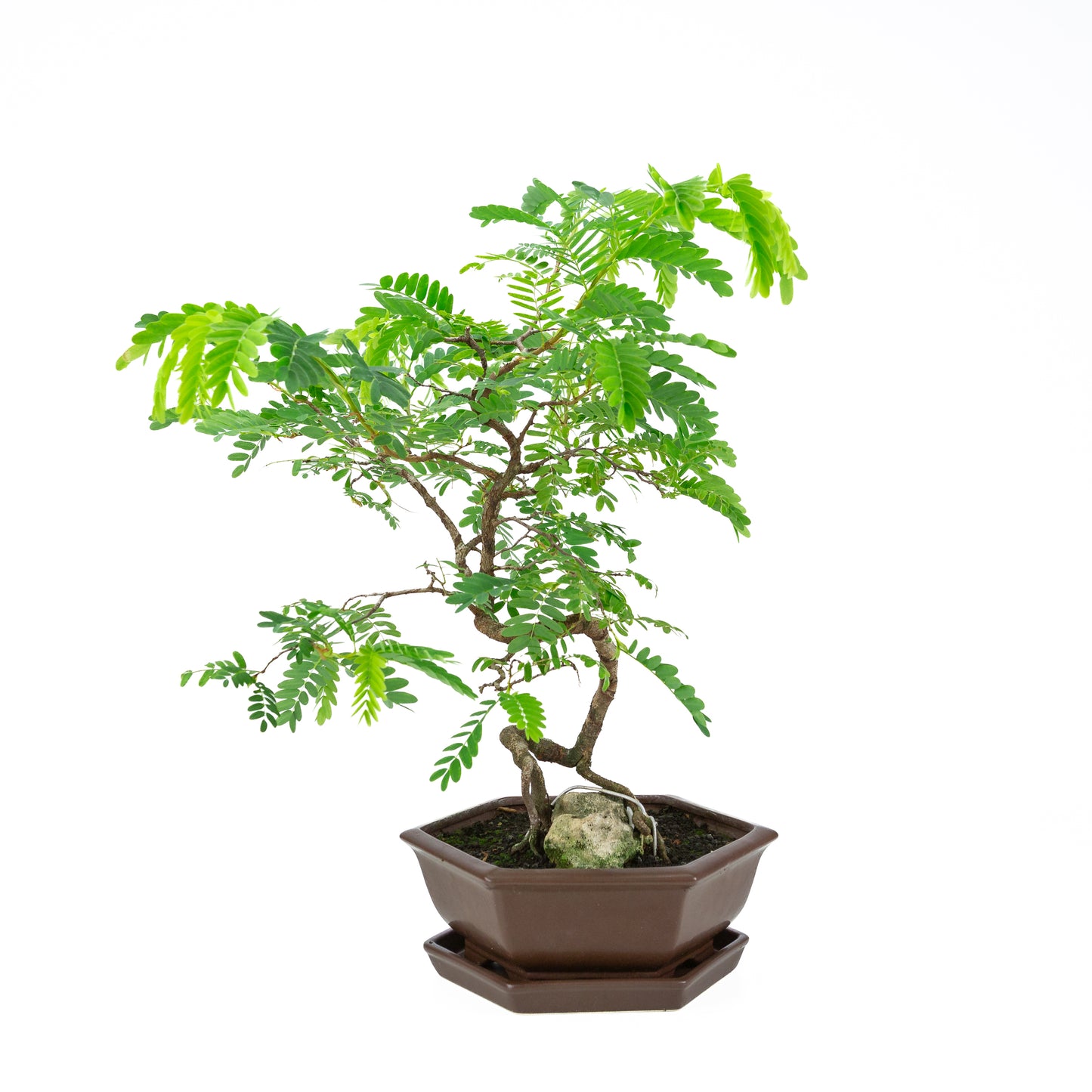 Tamarindus indica (Sabenia) hoogte ~50cm