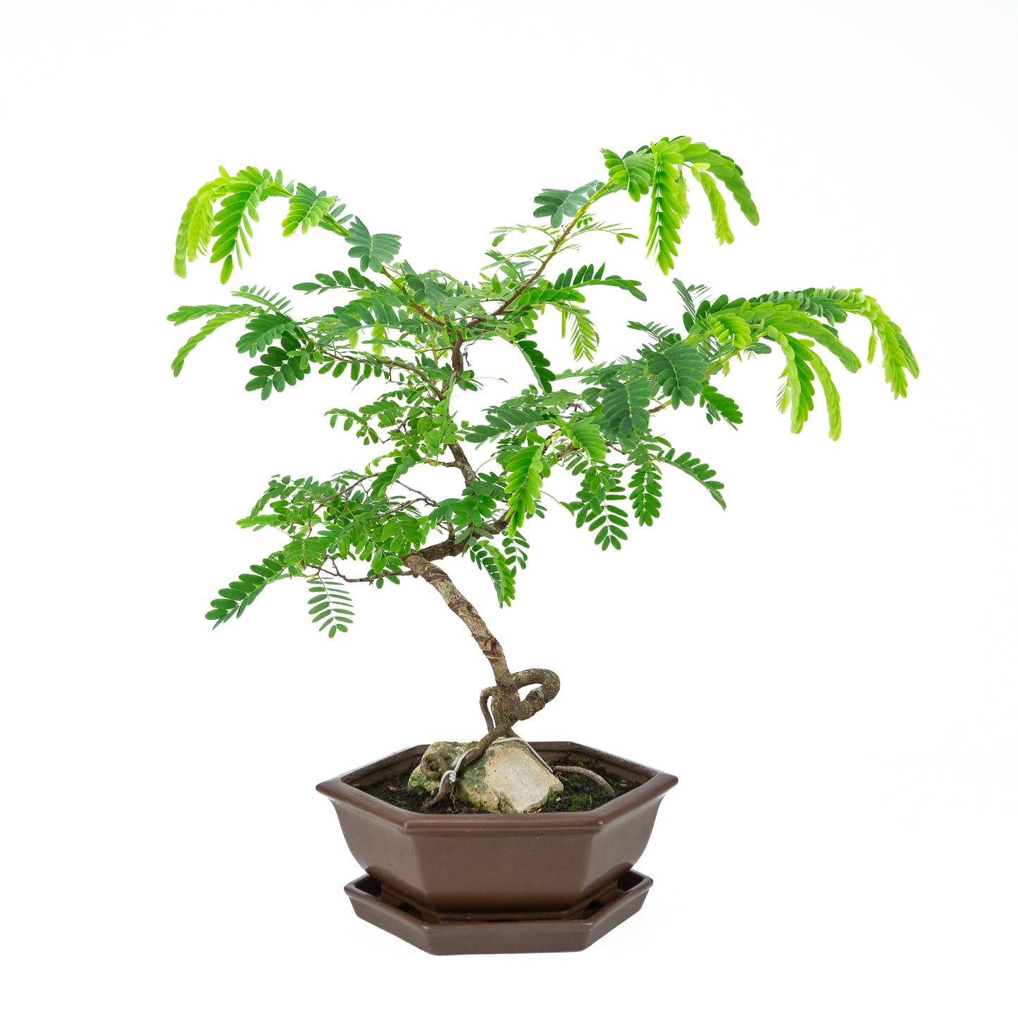 Tamarindus indica (Sabenia) hoogte ~50cm