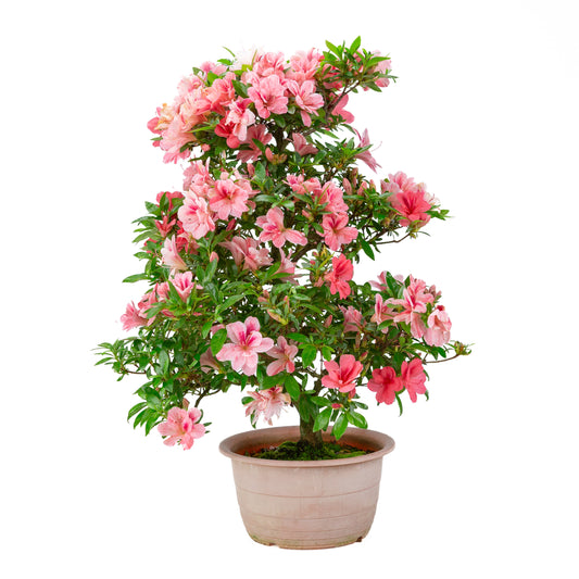 Rhododendron indicum 'Misato' (Satsuki-Azalee), Höhe ca. 54cm