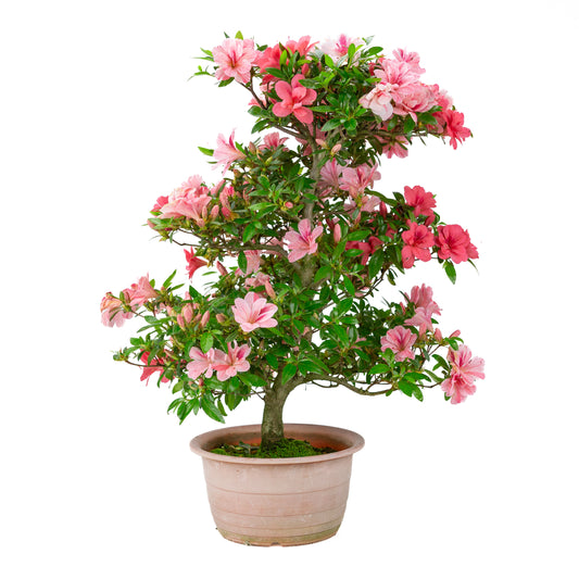 Rhododendron indicum 'Misato' (Satsuki-Azalee), Höhe ca. 54cm
