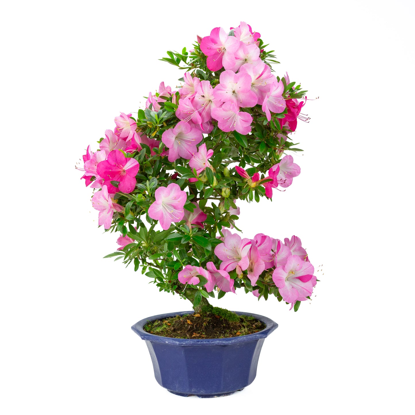 Rhododendron indicum (Satsuki-Azalee), Höhe ~56cm