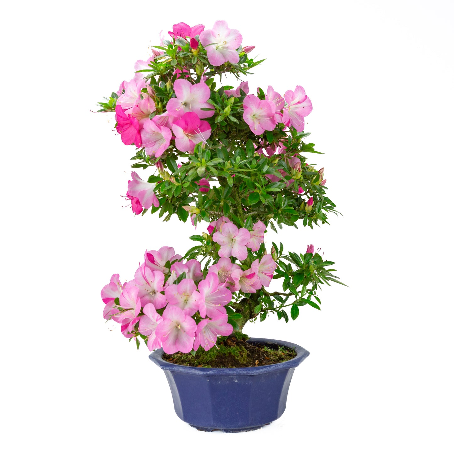Rhododendron indicum (Satsuki-Azalee), Höhe ~56cm