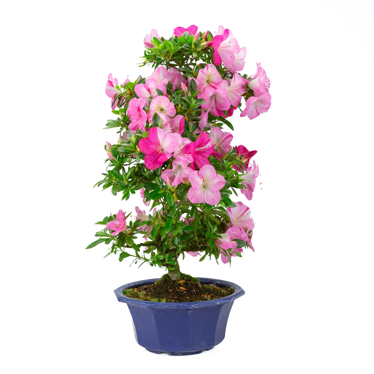 Rhododendron indicum (Satsuki-Azalee), Höhe ~56cm