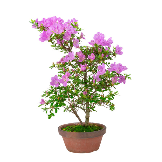 Rhododendron indicum 'Suzukaze' (Satsuki-Azalee), Höhe ~50cm
