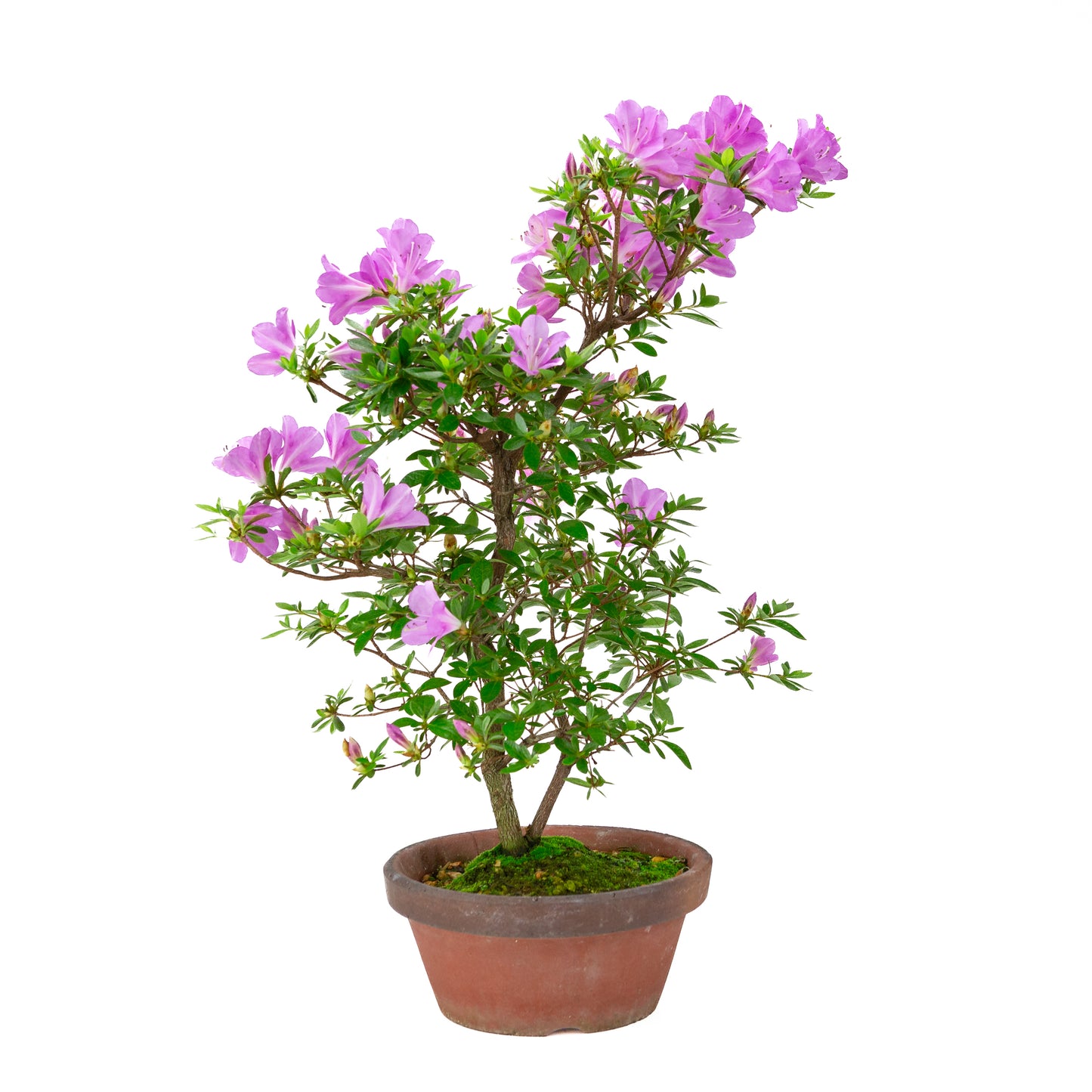Rhododendron indicum 'Suzukaze' (Satsuki-Azalee), Höhe ~50cm