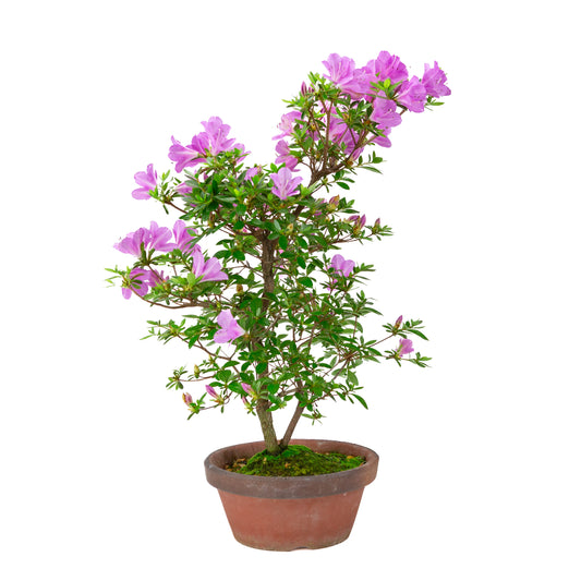 Rhododendron indicum 'Suzukaze' (Satsuki-Azalee), Höhe ~50cm