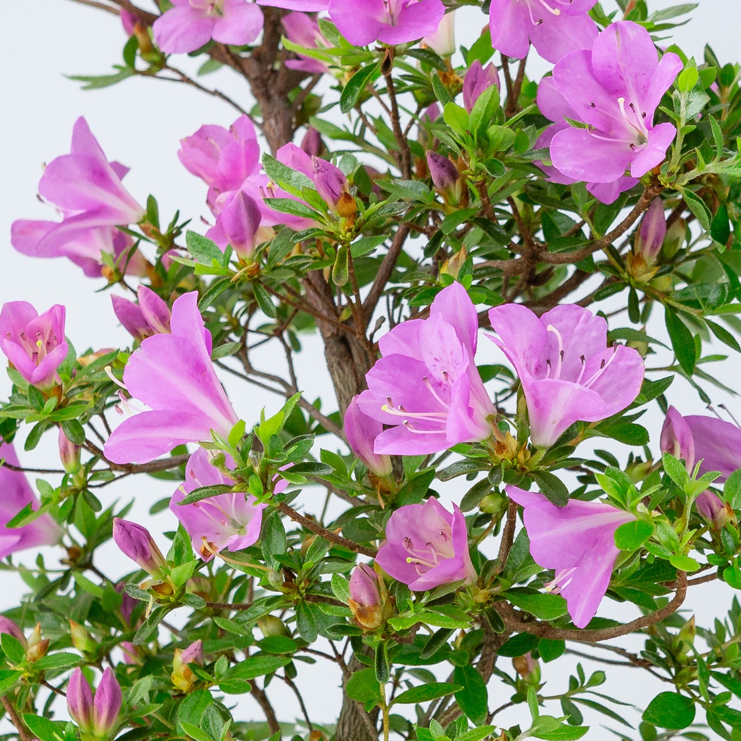 Rhododendron indicum 'Suzukaze' (Satsuki-Azalee), Höhe ~50cm