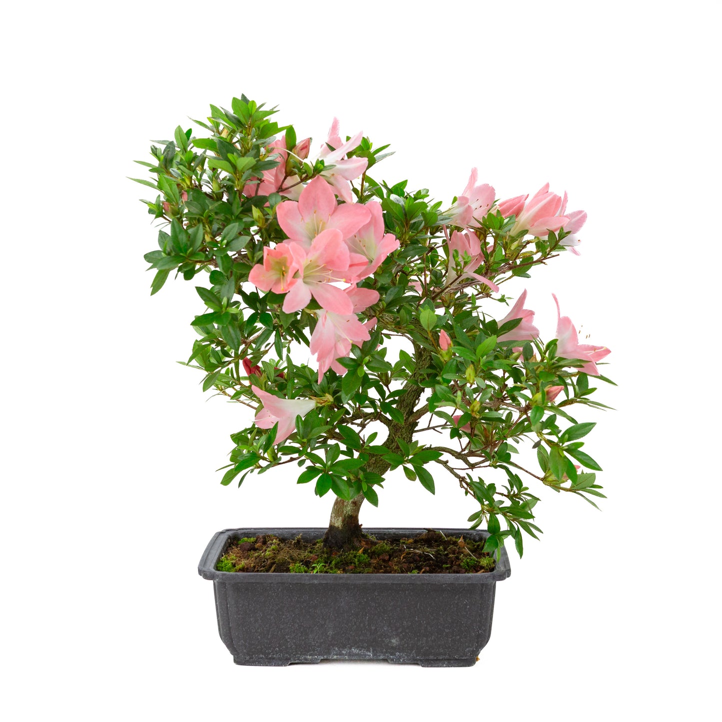 Rhododendron indicum 'Akari' (Satsuki-Azalee), Höhe ~46cm