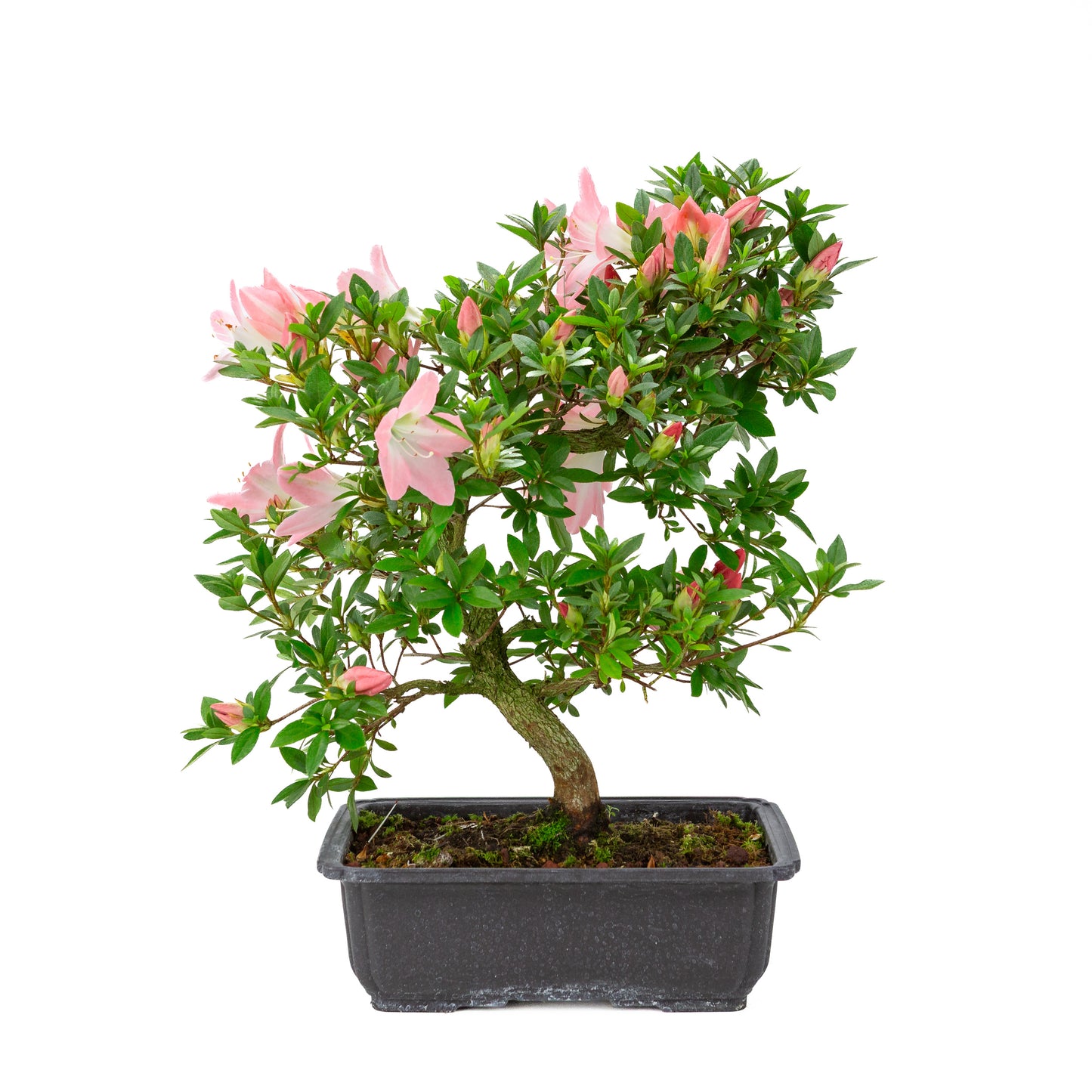 Rhododendron indicum 'Akari' (Satsuki-Azalee), Höhe ~46cm