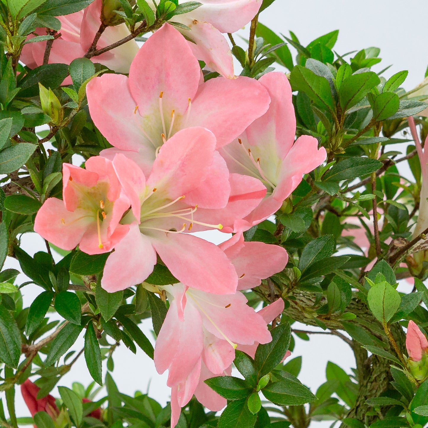 Rhododendron indicum 'Akari' (Satsuki-Azalee), Höhe ~46cm